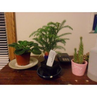 Norfolk Island Pine  Indoor Christmas Tree   3" Pot : Tree Plants : Patio, Lawn & Garden