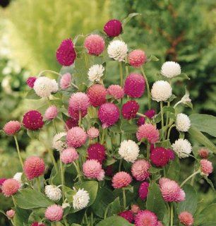 Flower Gomphrena QIS Formula Mix D1737 (Multi Color) 50 Seeds by David's Garden Seeds : Gomphrena Plants : Patio, Lawn & Garden