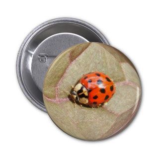 Ladybug 226 ~ button