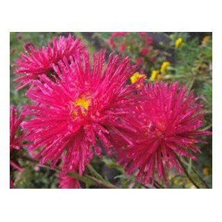 SD1500 0404 "Ten Million Magic" Aster Flower Seeds, Red Color Flower, 60 Days Money Back Guarantee (250 Seeds) : Flowering Plants : Patio, Lawn & Garden