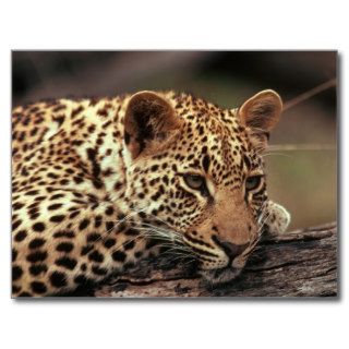 Leopard Postcards