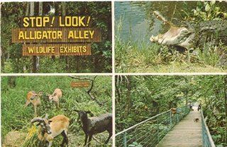 1970s Vintage Postcard   Alligator Alley Wildlife Exhibits   near Kissimmee Florida: Everything Else