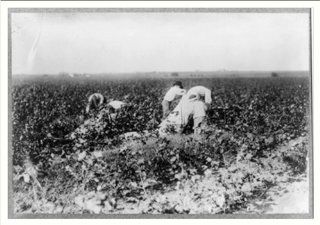 Historic Print (L): Scene in the cotton field of the Baptist Orphanage, near Waxahachie. These boys, from se  