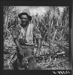 Photo Sugar worker sharpening his machete. On sugar plantation near Ponce, Puerto Rico   Prints