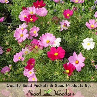 400 Flower Seeds, Cosmos "Wild Mixture" (Cosmos bipinnatus) Seeds By Seed Needs : Flowering Plants : Patio, Lawn & Garden