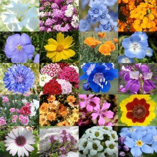 3, 000 Seeds, Wildflower Mixture "Low Growing" (20 Species) Seeds By Seed Needs : Flowering Plants : Patio, Lawn & Garden