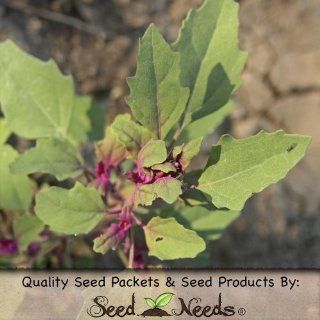 200 Seeds, Epazote Herb (Chenopodium ambrosioides) Seeds by Seed Needs : Herb Plants : Patio, Lawn & Garden