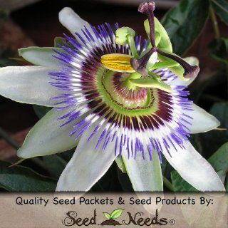 20 Seeds, Passion Flower "Royal Blue" (Passiflora Caerulea) Seeds by Seed Needs : Flowering Plants : Patio, Lawn & Garden