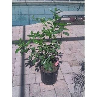 2 3 Year Old Improved Meyer Lemon Tree in 3 Gallon Pot, 3 Year Warranty : Citrus Trees : Patio, Lawn & Garden