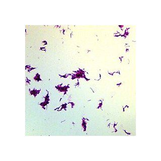 Bacillus subtilis, w.m. Microscope Slide: Industrial & Scientific