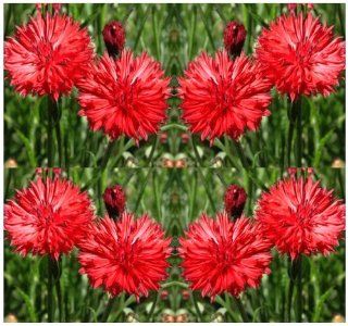 1, 000 BACHELOR BUTTON   TALL RED Cornflower Flower Seeds GROWS QUICKLY ~BEAUTIFUL : Tomato Plants : Patio, Lawn & Garden