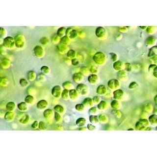 Algae Research Supply Nannochloropsis, seawater salts, (200ml) LiveCulture 003: Industrial & Scientific