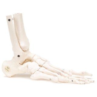 3B Scientific A31/1R Human Right Loose Foot and Ankle Skeleton