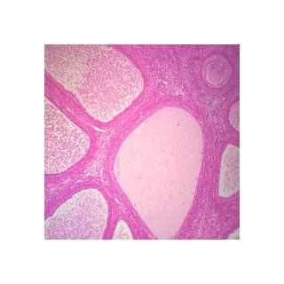 Mammal Ovary Follicles, sec. 7 µm, H&E Microscope Slide: Industrial & Scientific