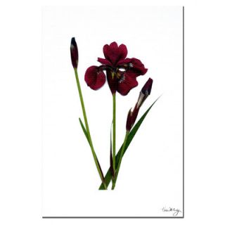 Trademark Fine Art Spicy Iris by Kathie McCurdy Photographic Print