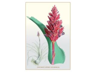 Buy Enlarge 0 587 11545 9P12x18 Many Spiked Billbergia  Paper Size P12x18
