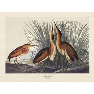 Least Bittern Poster Print by John James Audubon (27 x 20)