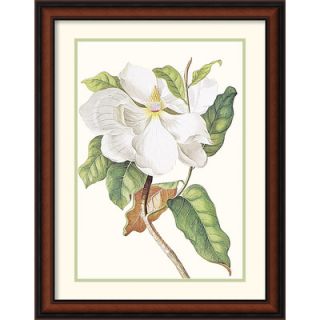 Amanti Art Magnolia Maxime Flore by Georg Dionysius Ehret Framed
