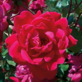 Knock Out Rose 1 Gal. Red Double Knock Out Rose 71371