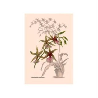 Orchid: Odontoglossum Hastilablum Print (Canvas Giclee 20x30)