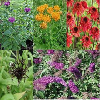 OnlinePlantCenter 1 gal. and 2 gal. Butterfly Garden 5 Live Plants Package GDNPKG3354