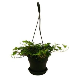 Delray Plants Hedera Ivy in 6 in. Hanging Basket 90600B