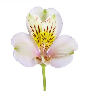 Cream Alstroemeria Flowers (80 Stems   320 Blooms) Includes Free Shipping alstroemeria creme 80
