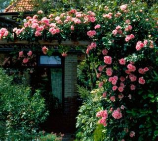 Cottage Farms 2 Piece Climbing Zephrine Droughin Roses —