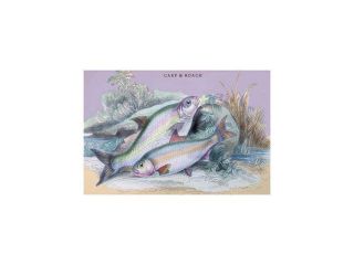 Buy Enlarge 0 587 09306 4C12X18 Carp Bream and Roach  Canvas Size C12X18