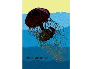 Buy Enlarge 0 587 17004 2P20x30 Jellyfish  Discomedusae no.1  Paper Size P20x30