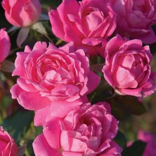 Knock Out Rose 3 Gal. Pink Double Knock Out Rose 71353