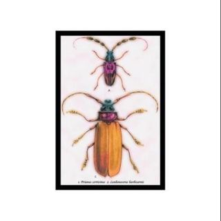 Beetles: Prianus Corticinus And Lanhonocerus Harbicarnis #1 Print (Black Framed Poster Print 20x30)